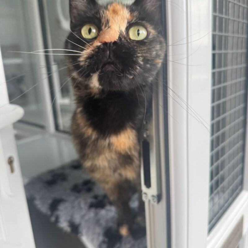 Shelley the cat