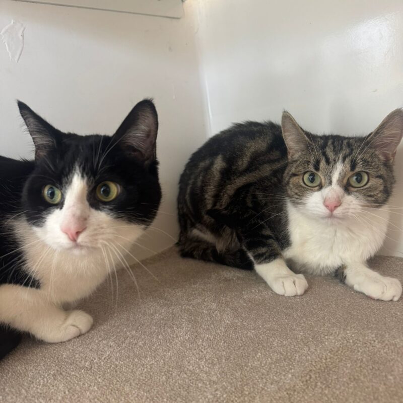 Star and Twinkle, two lovely cats