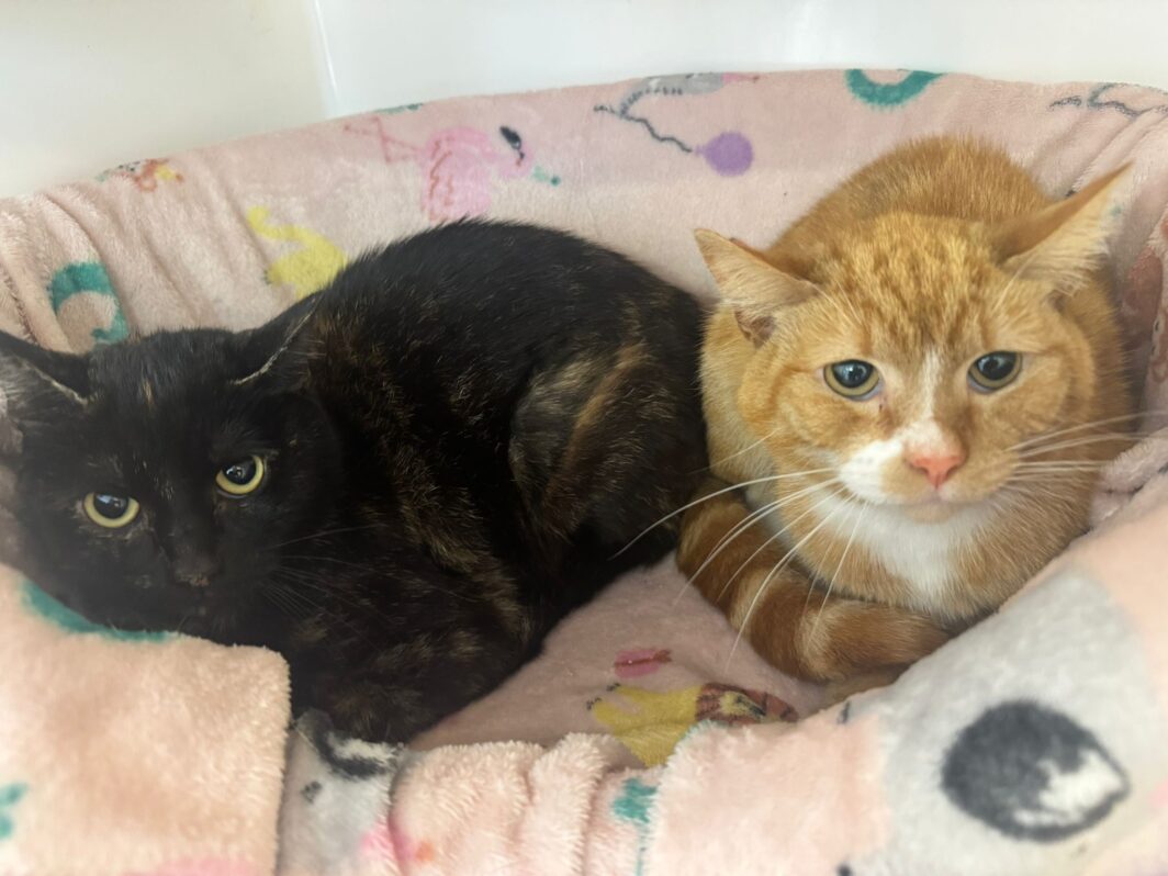 Winnie and Rufus, two lovely cats