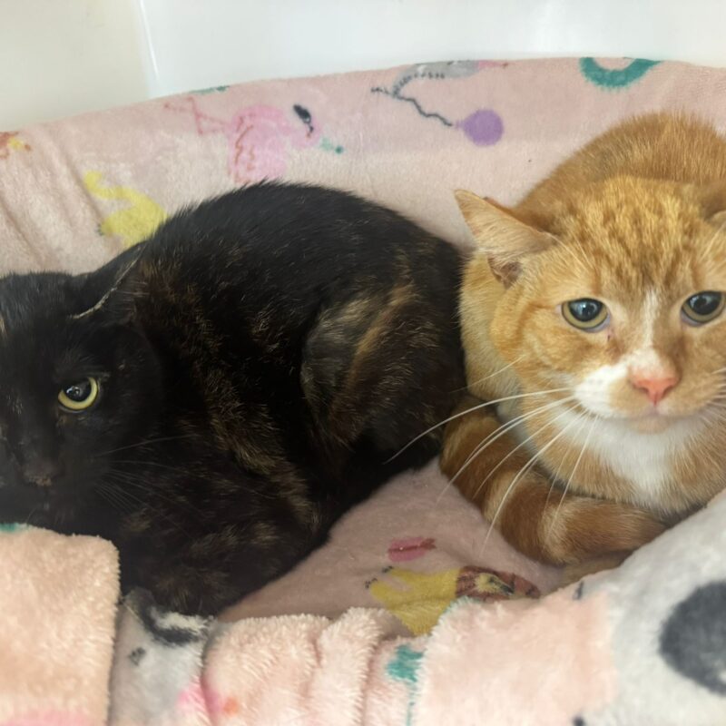 Winnie and Rufus, two lovely cats
