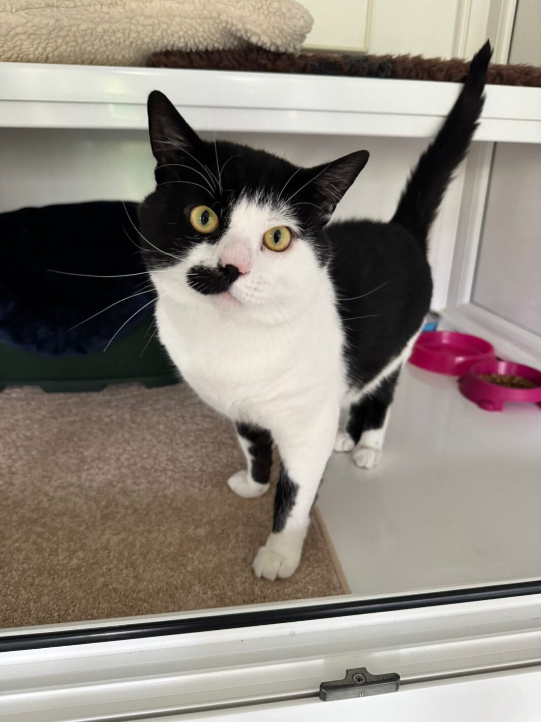 Billy the cat