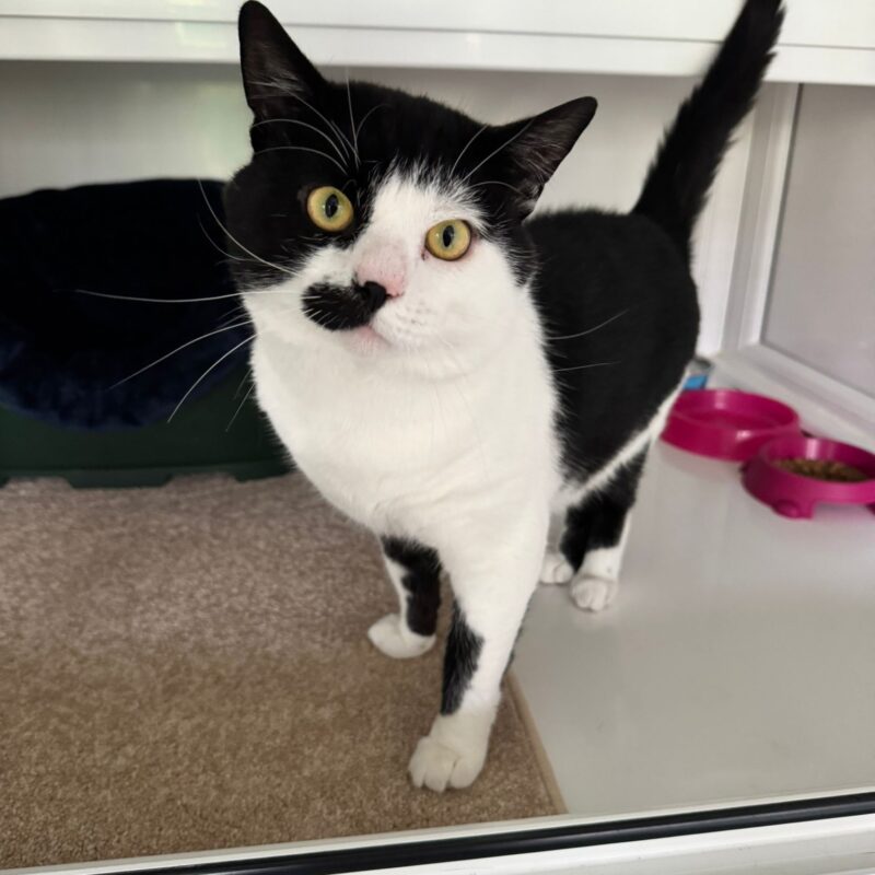 Billy the cat