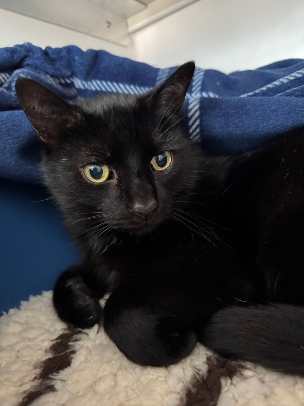 Jet the cat