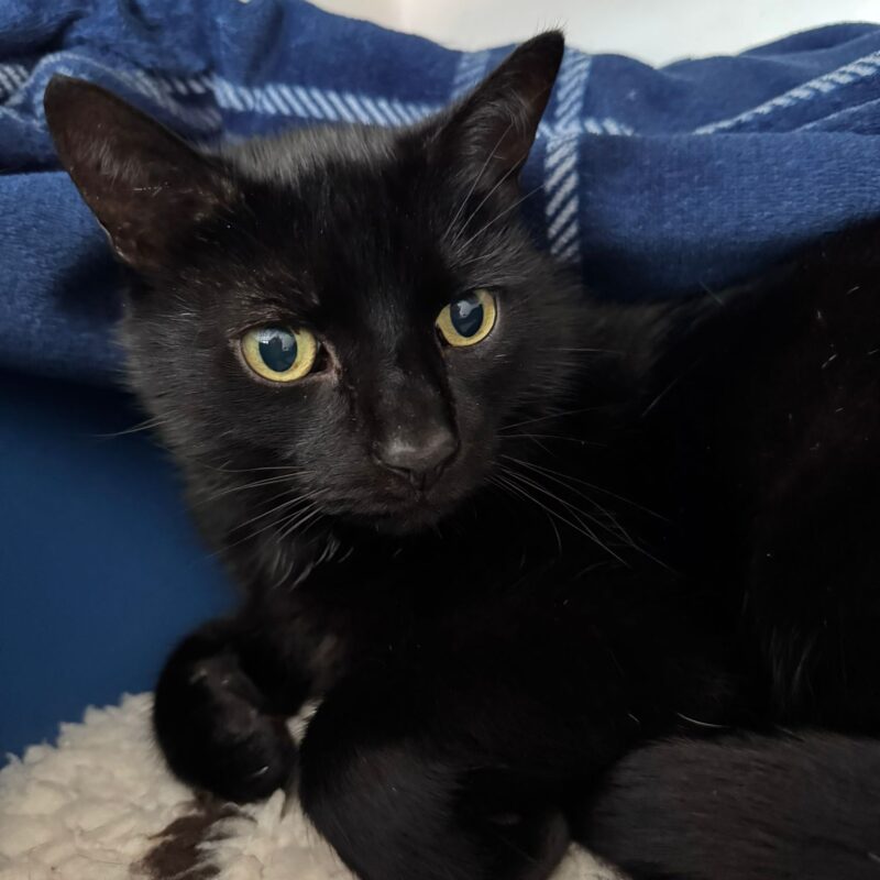 Jet the cat