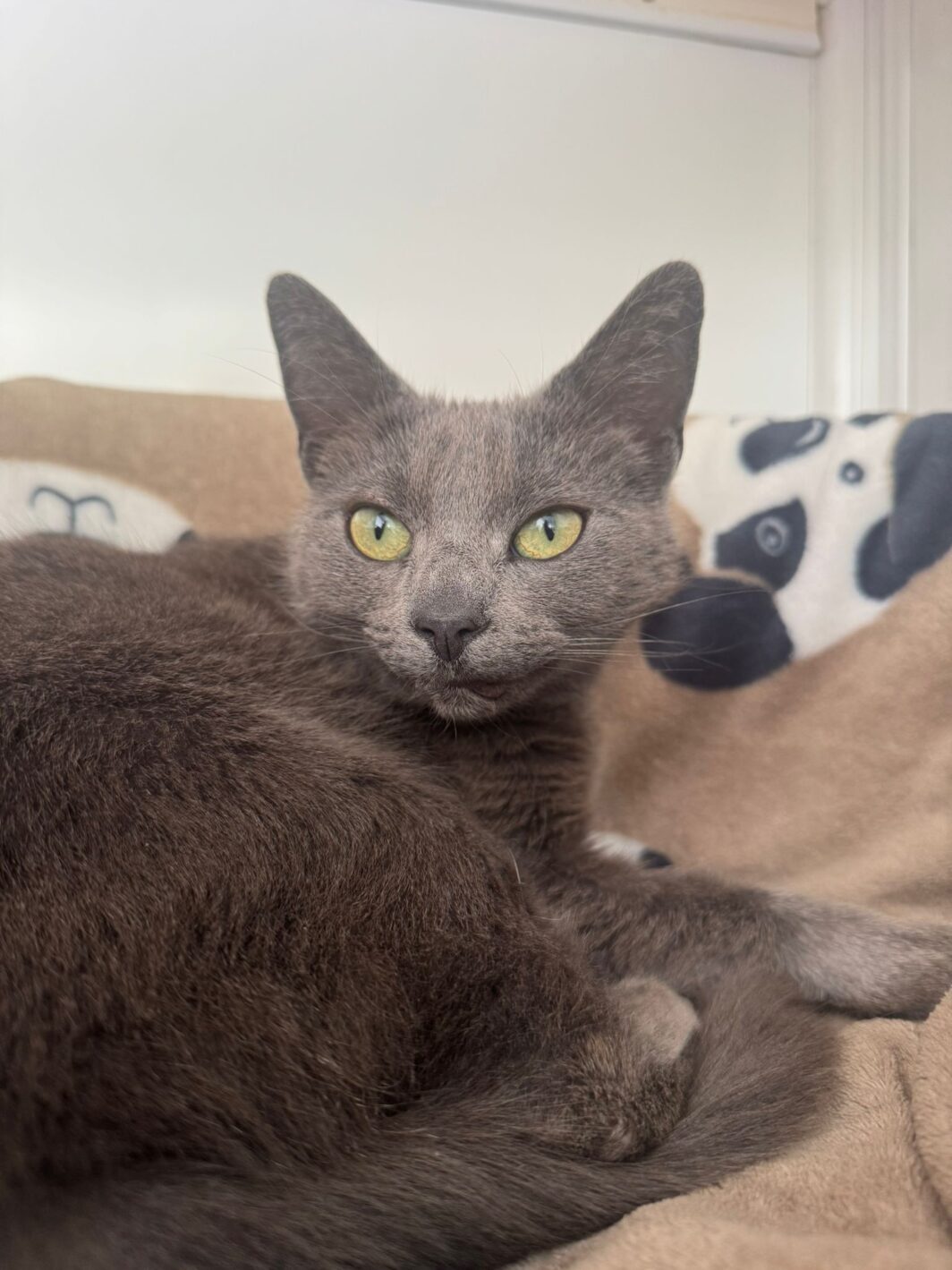 Lynx the cat