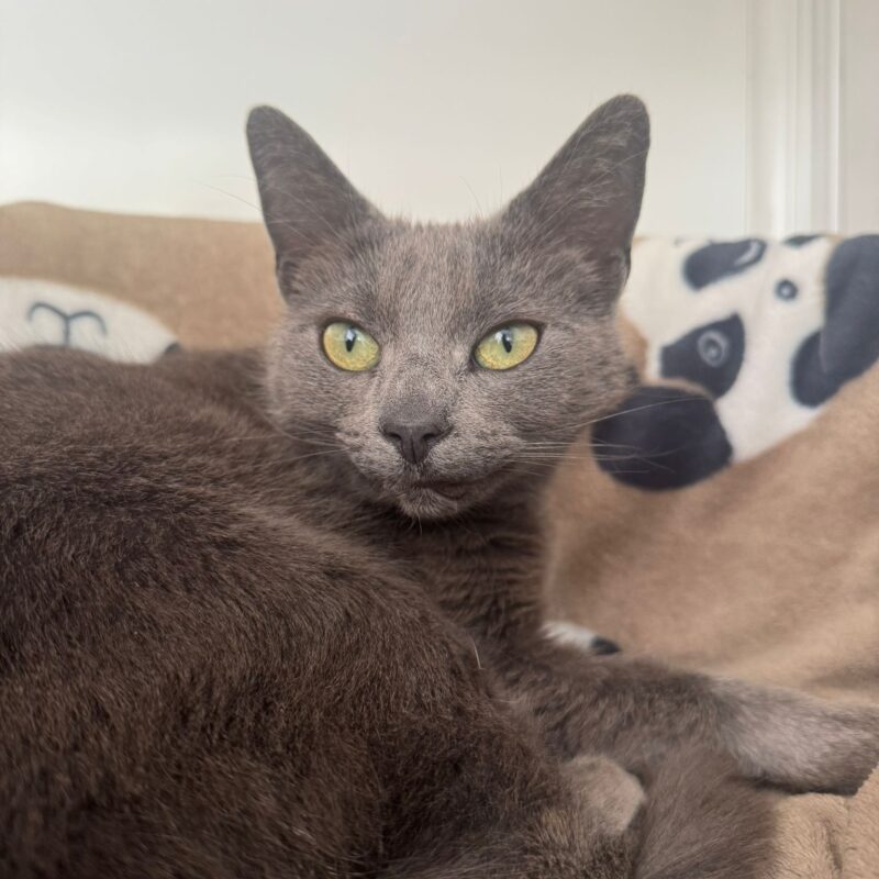 Lynx the cat