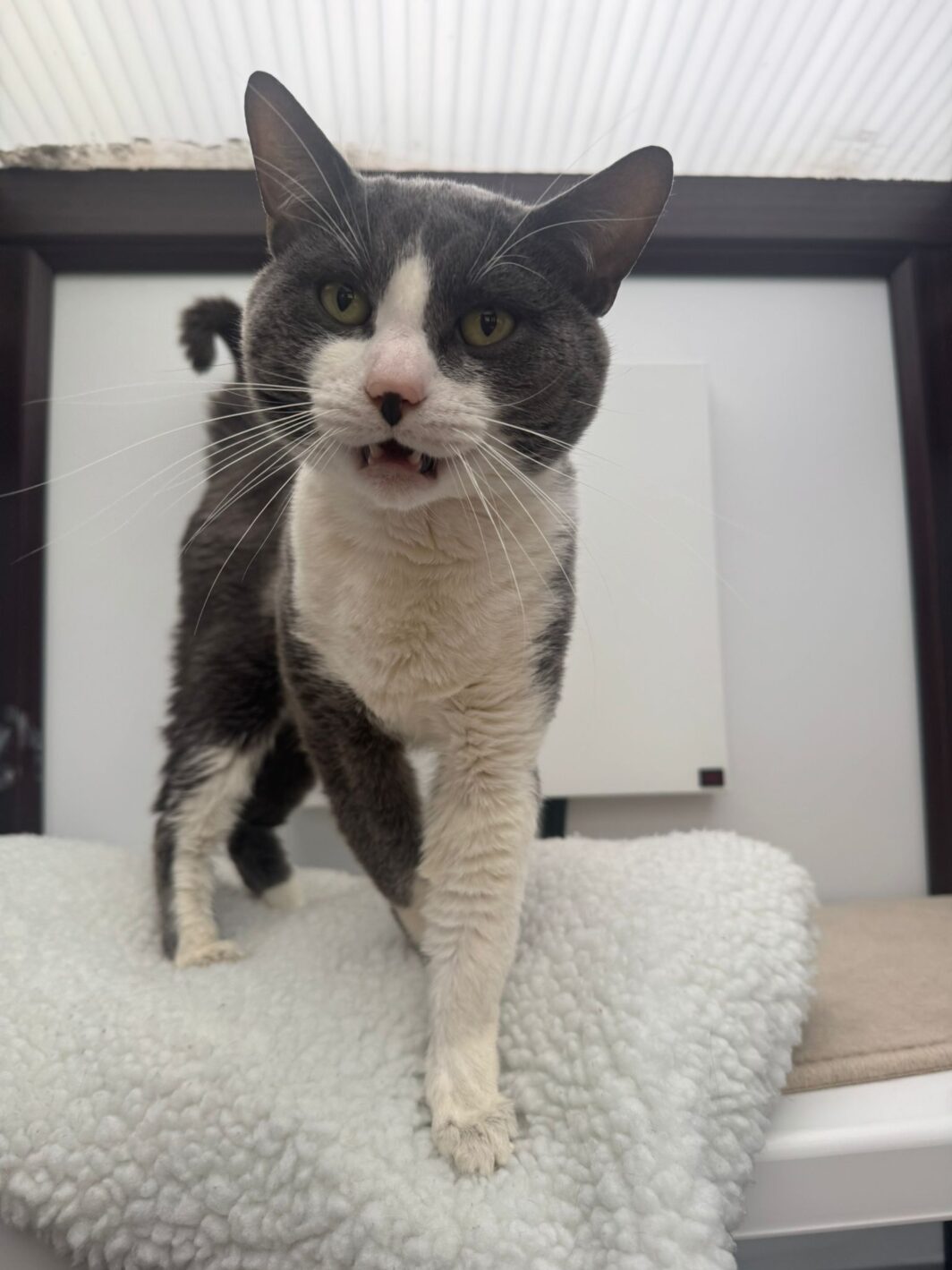 Moon the cat