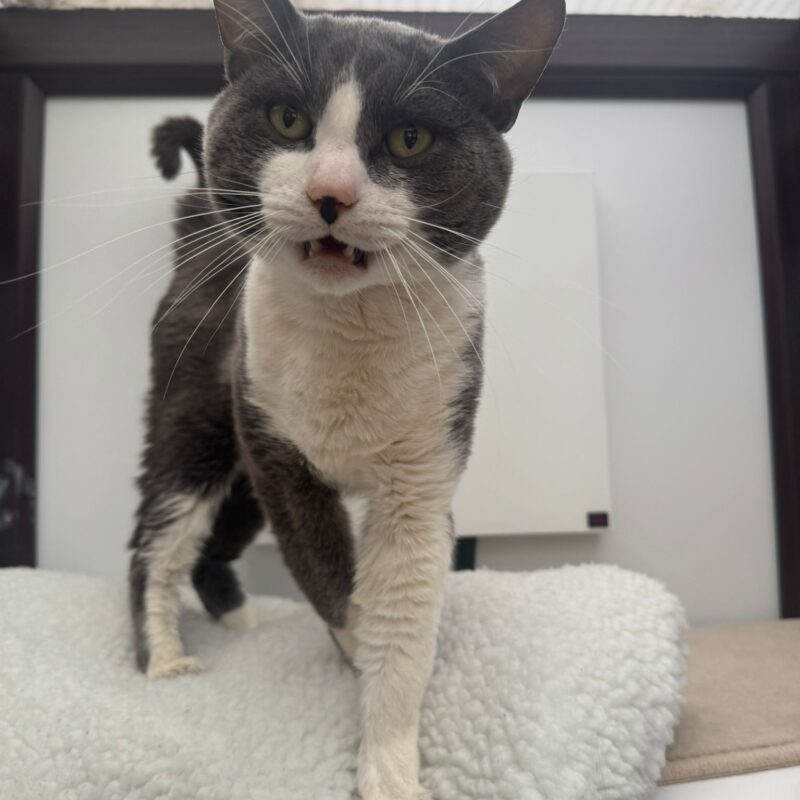 Moon the cat