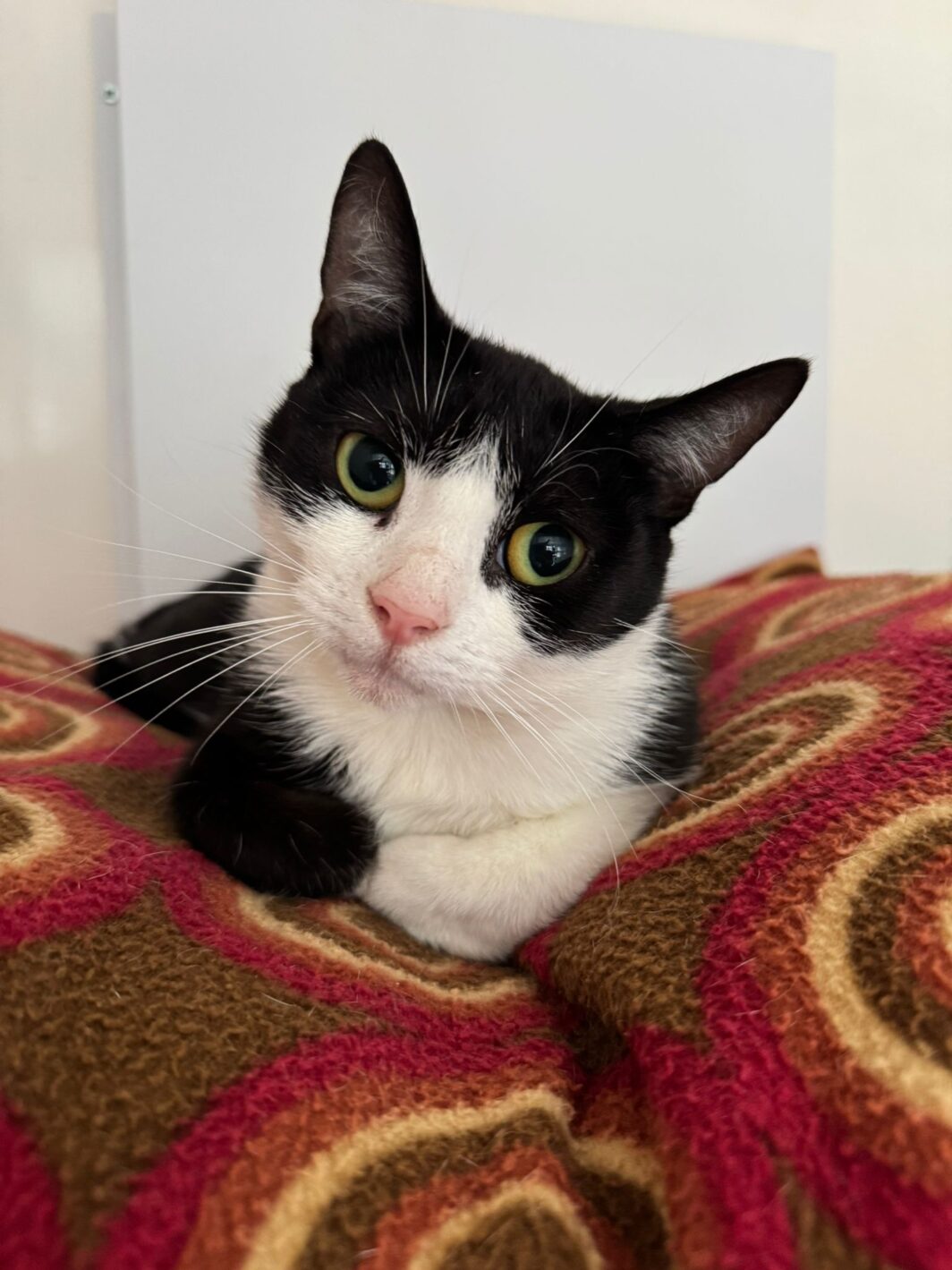Penny the cat