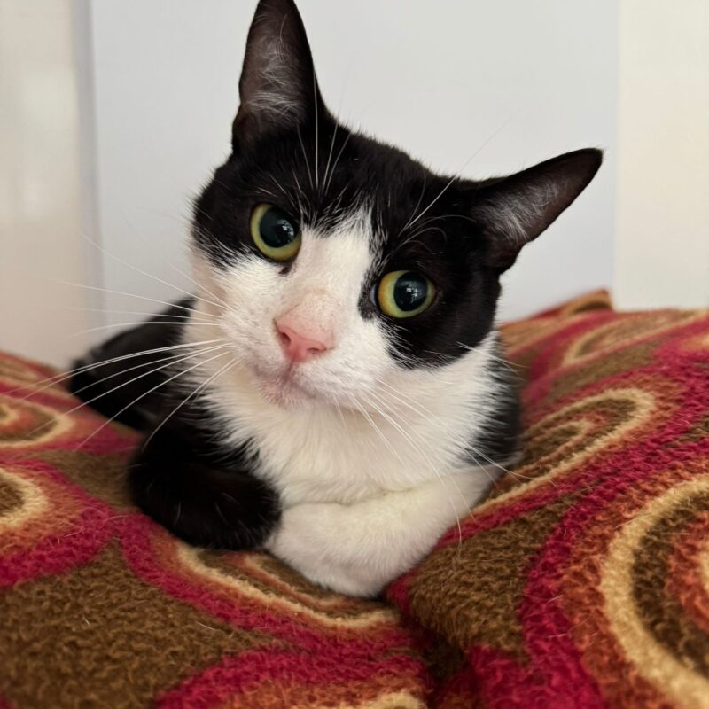 Penny the cat