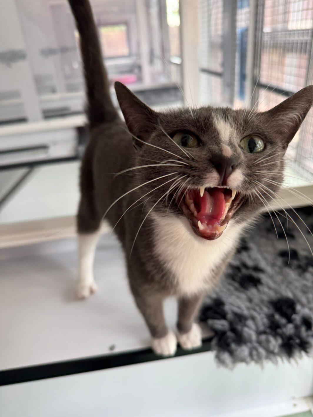 Skye the cat