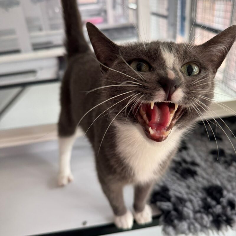 Skye the cat