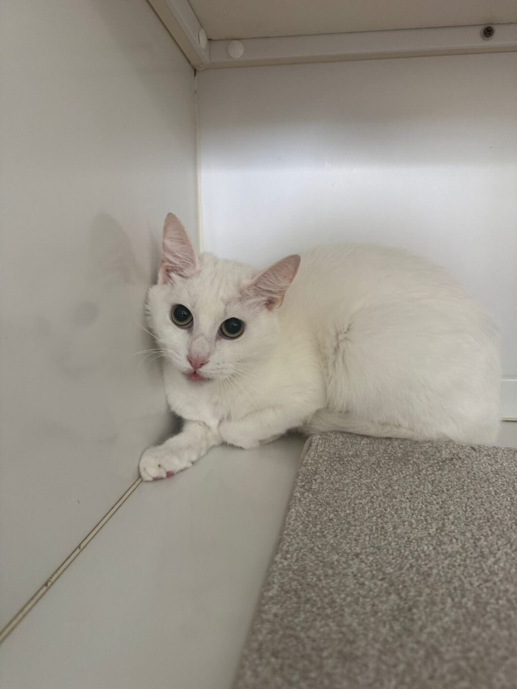 Snowy the cat