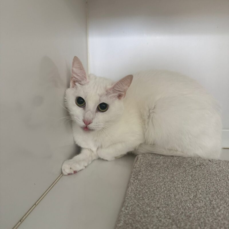 Snowy the cat