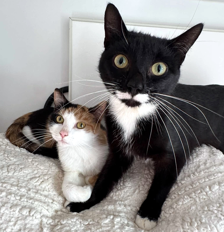 Baby and Oreo, two lovely cats