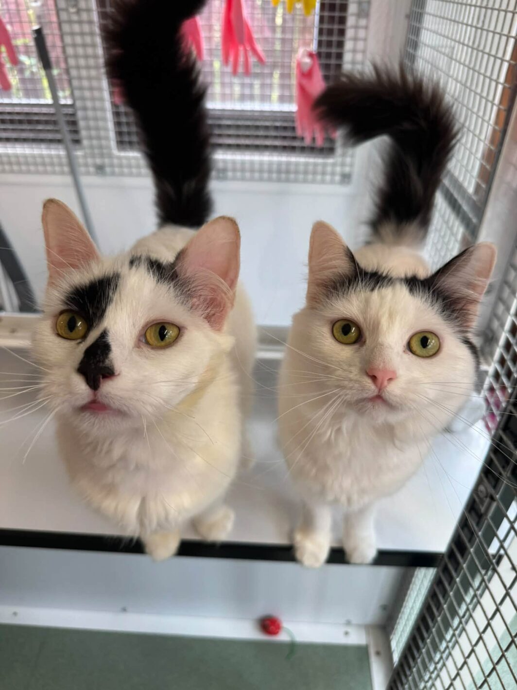 Chad and Liah, two lovely cats.