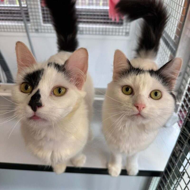 Chad and Liah, two lovely cats.