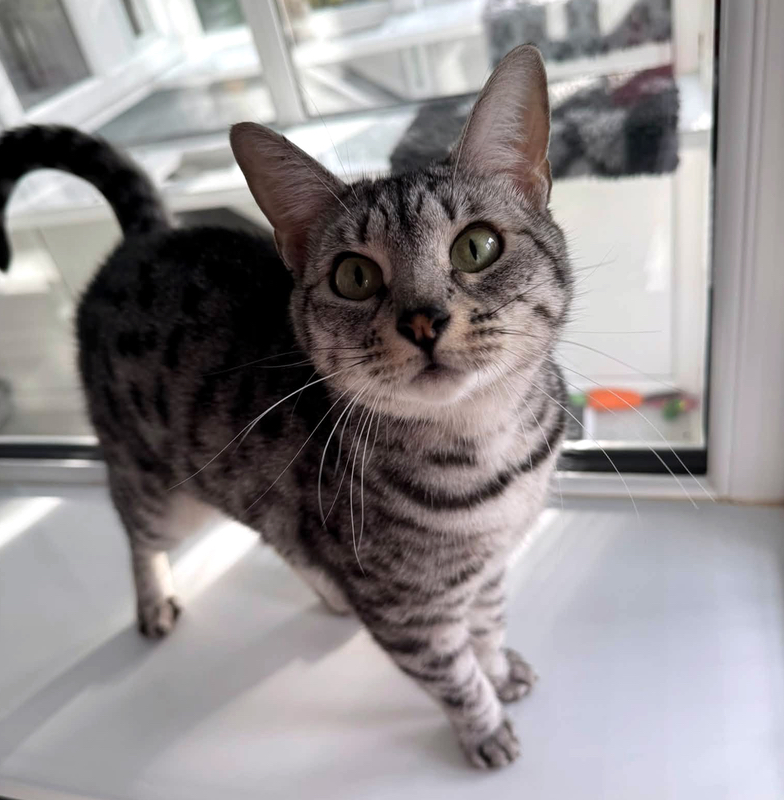 Cherry the cat