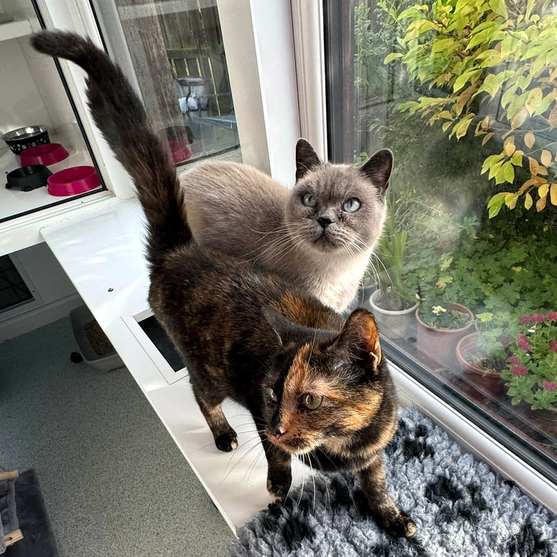 Clover and Luna, two lovely cats