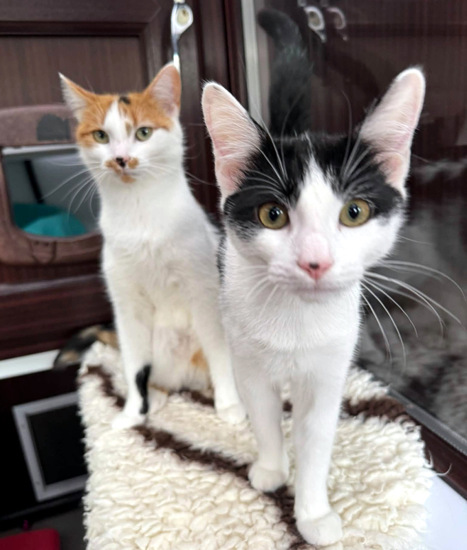 Coco and Mickey, two lovely cats.