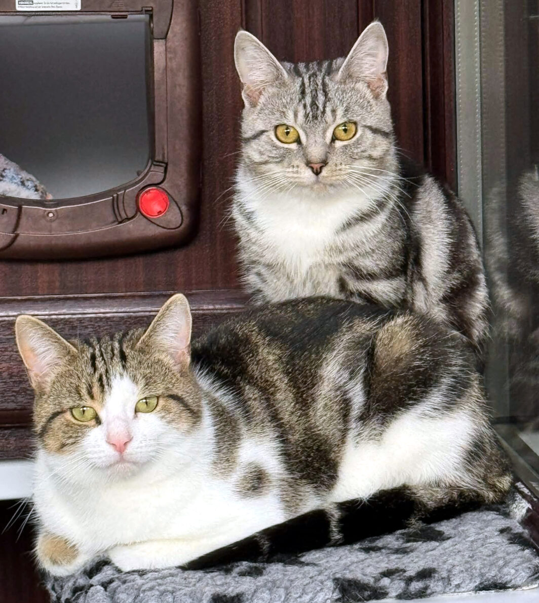 Fettuccini and Merlin, two lovely cats