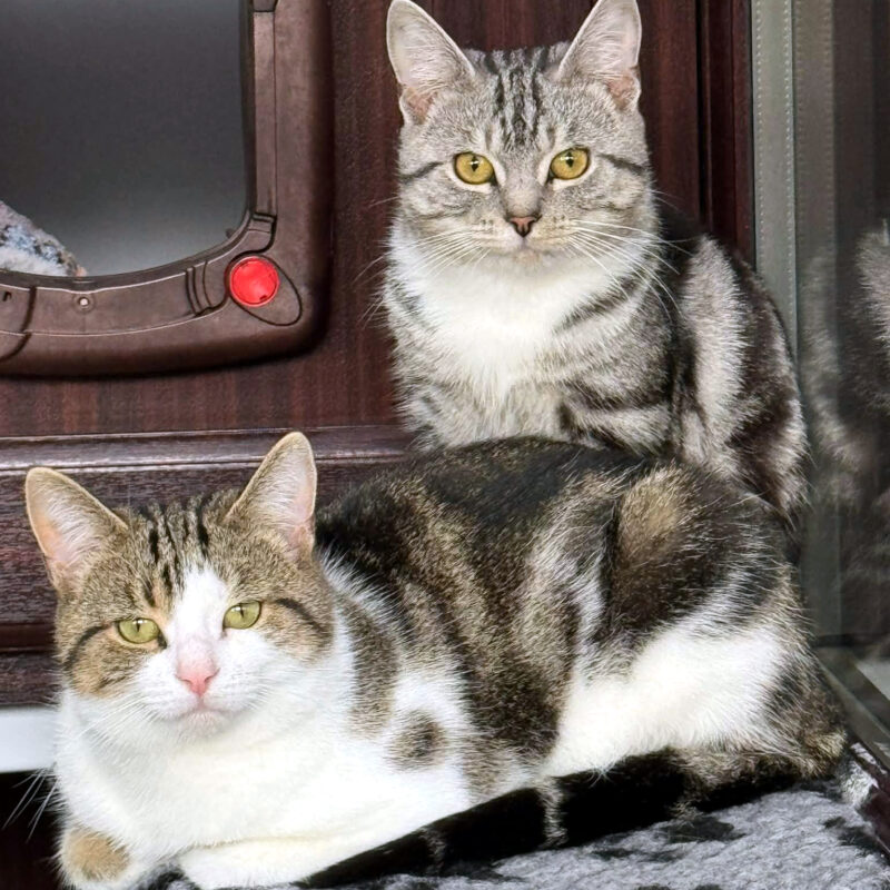 Fettuccini and Merlin, two lovely cats