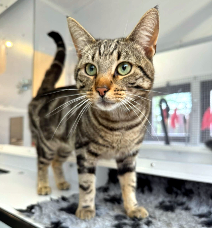 Hugo the cat