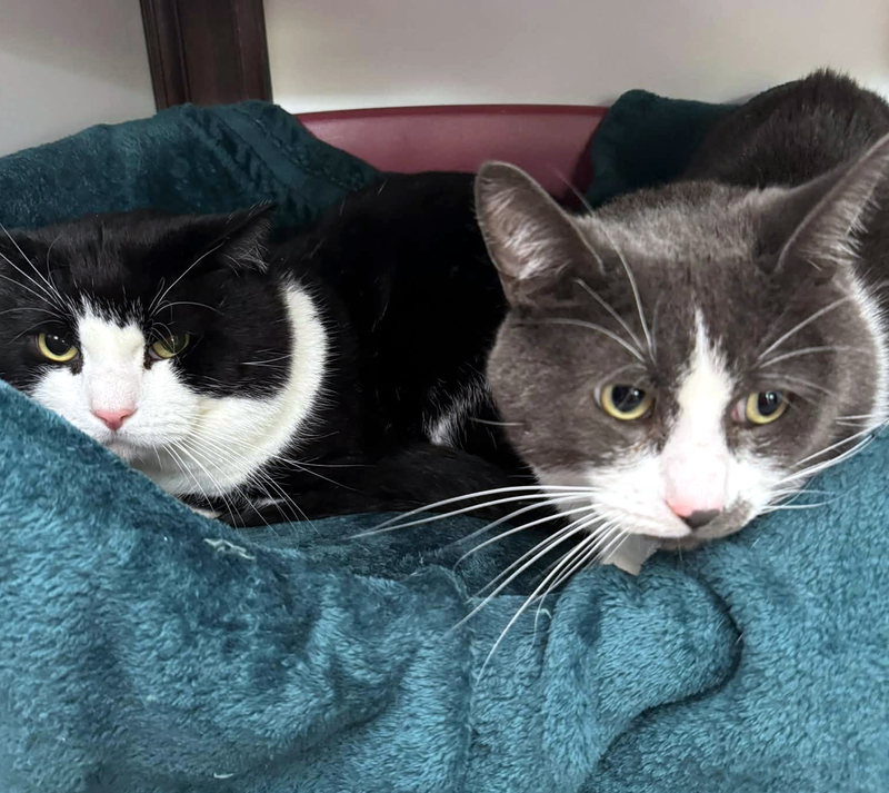Jimmy and Mika, two lovely cats