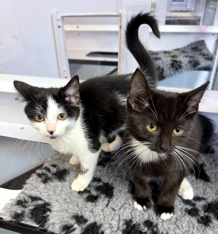 Loki and Thora, two lovely young cats