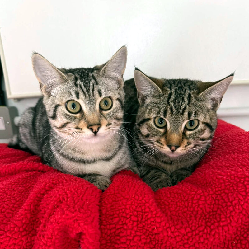 Melon and Kiwi, two lovely young cats