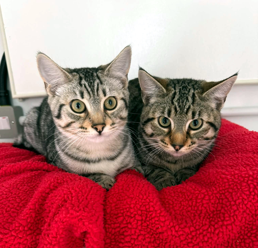 Melon and Kiwi, two lovely young cats
