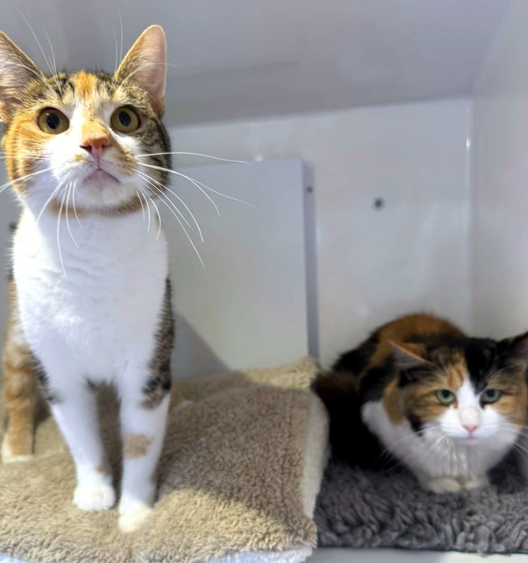 Mystie and Cali, two lovely cats