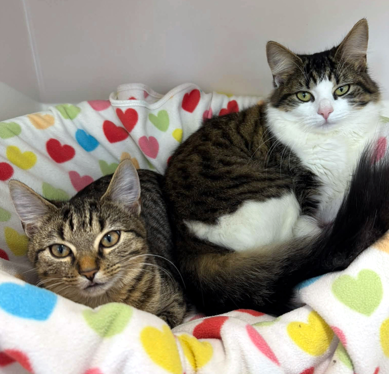 Nova and Stormy, two lovely young cats