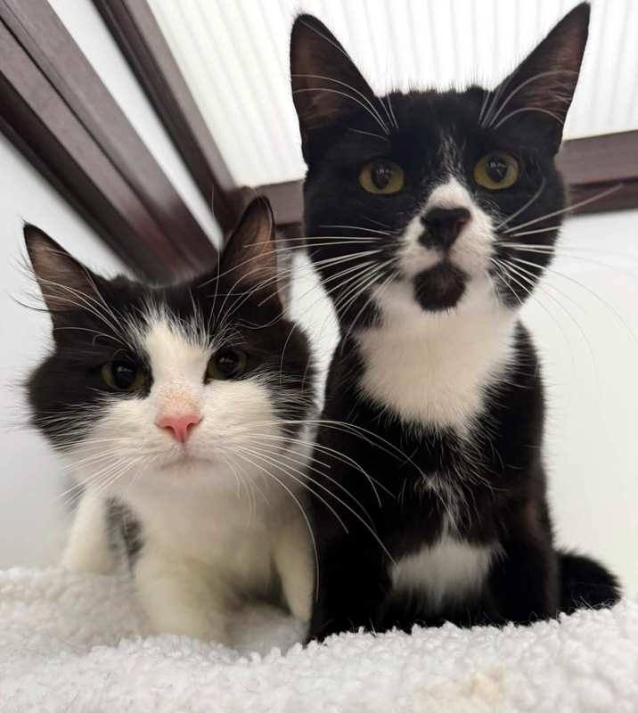 Olivia and Cookie, two lovely cats.