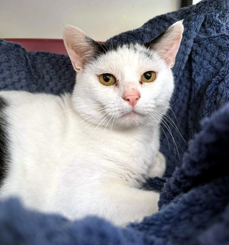 Ozzy the cat