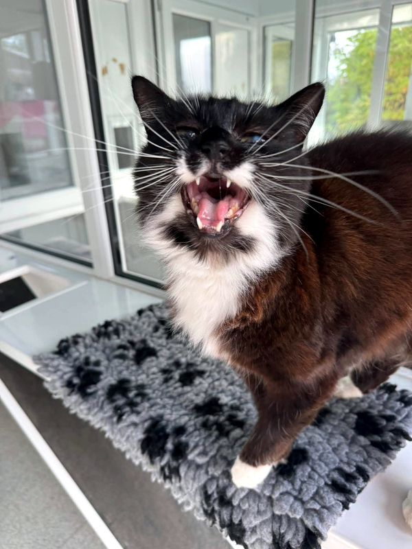 Poppy the cat