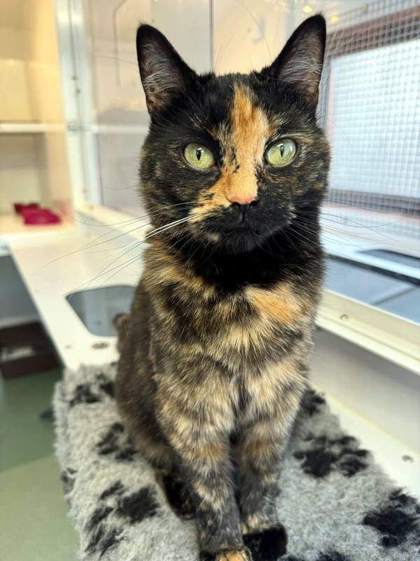 Shelley the cat
