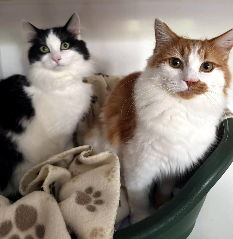 Simba and Nala, two lovely cats