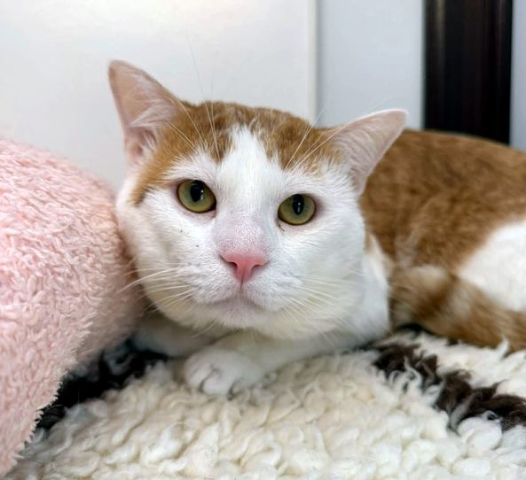 Tabby the cat