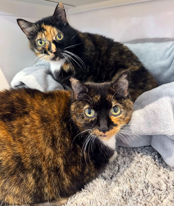 Thelma and Louise, two lovely cats
