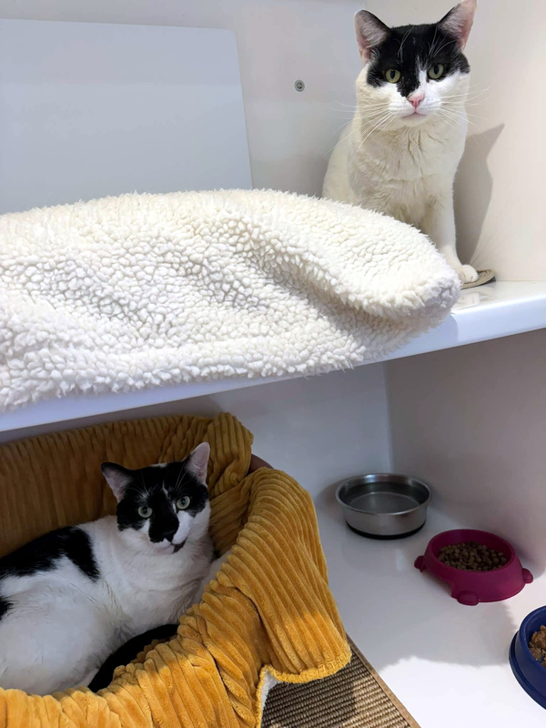 Titan and Victor, two lovely cats