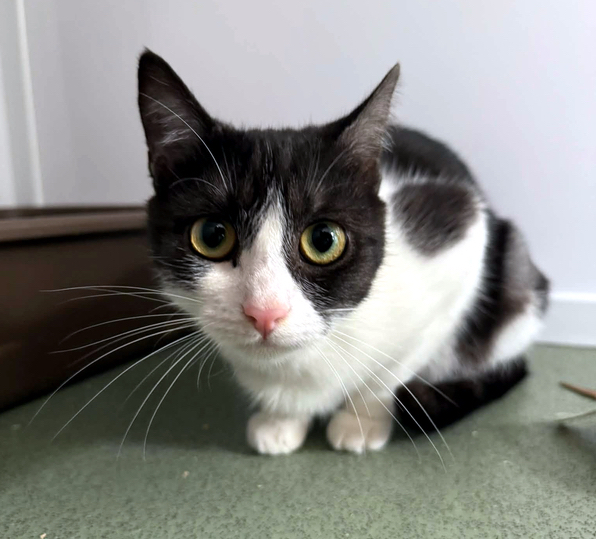 Vienna the cat