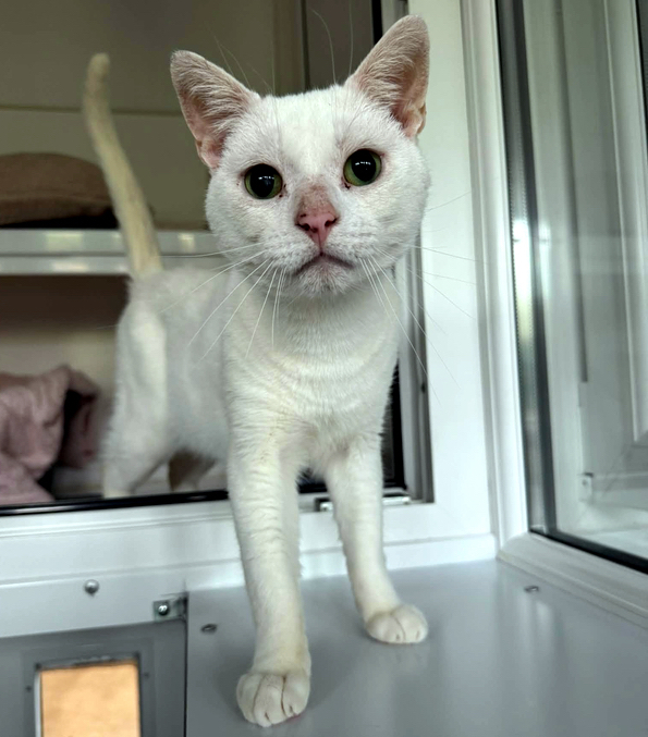 Zazu the cat